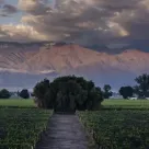 Viñedo de Mendoza con la cordillera de fondo