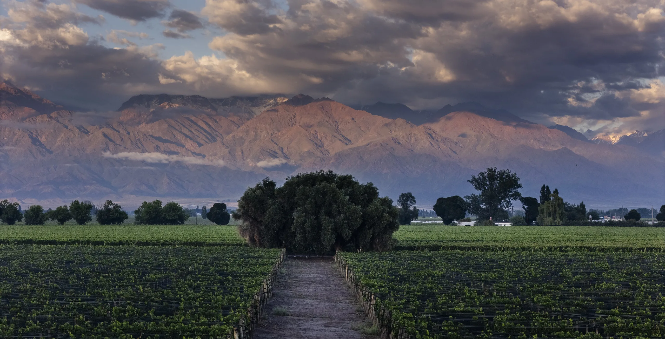 Viñedos de Mendoza con la cordillera de fondo