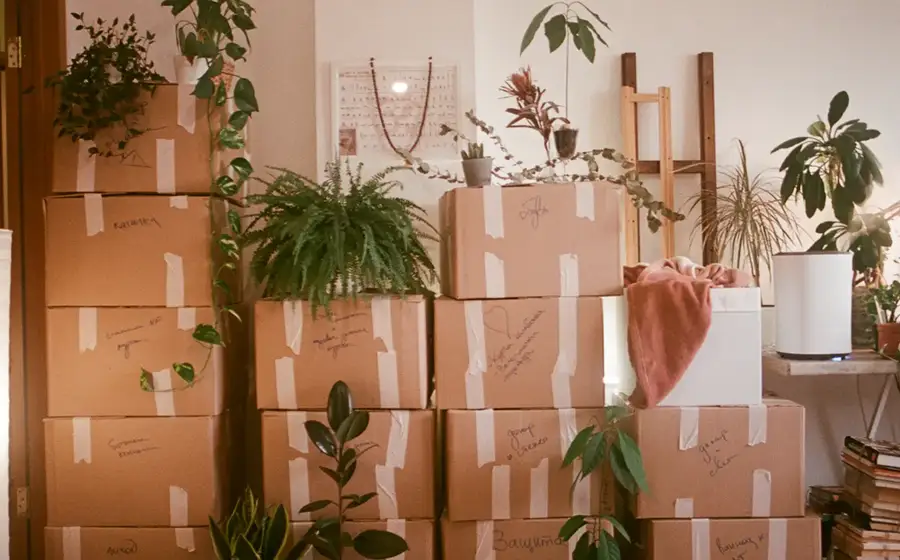 Cajas de mudanza embaladas entre plantas
