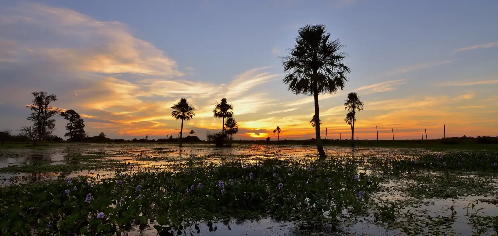 Atardecer en los Esteros del Iberá, Corrientes