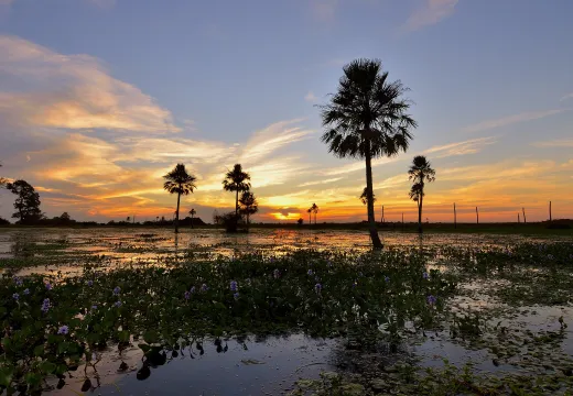 Atardecer en los Esteros del Iberá, Corrientes