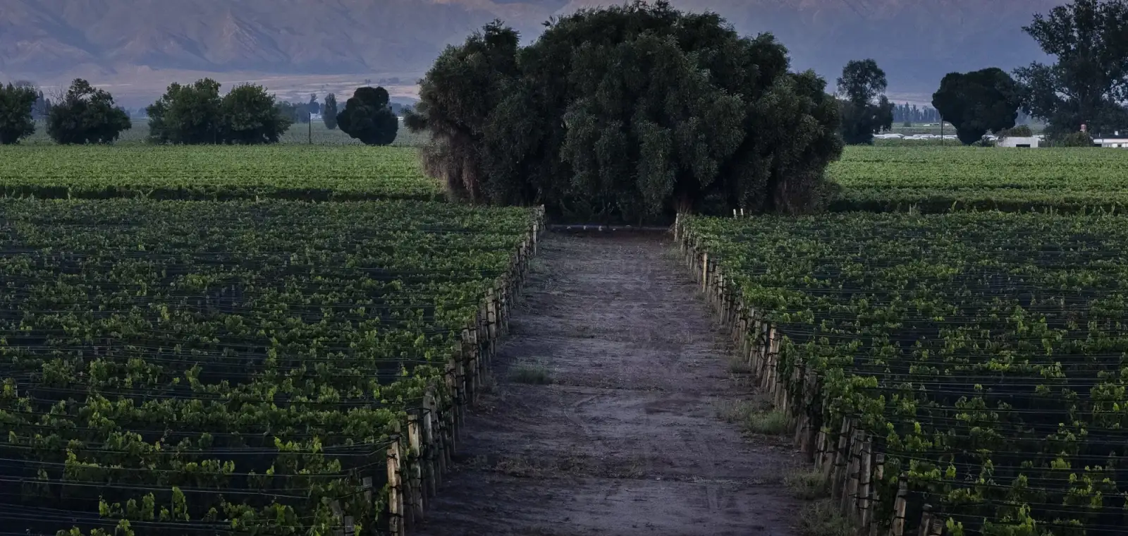 Viñedos con la cordillera de los Andes al fondo, Mendoza