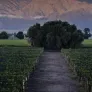 Viñedos con la cordillera de los Andes al fondo, Mendoza
