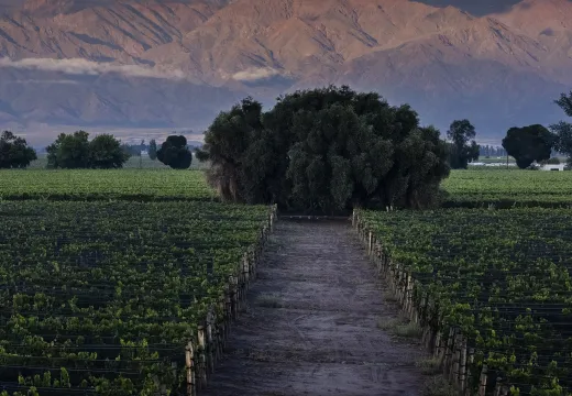 Viñedos con la cordillera de los Andes al fondo, Mendoza