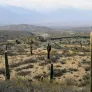 Cardones en los Valles Calchaquíes, Salta