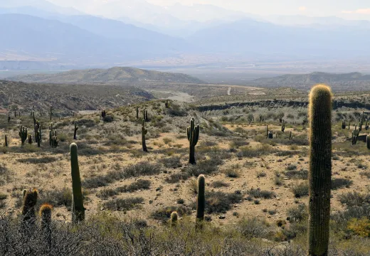 Cardones en los Valles Calchaquíes, Salta