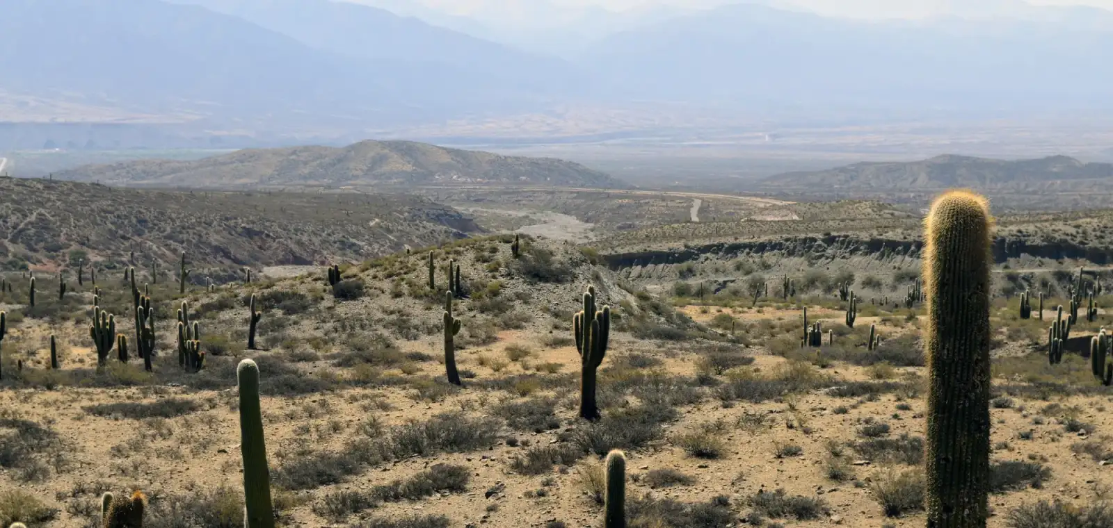 Cardones en los Valles Calchaquíes, Salta